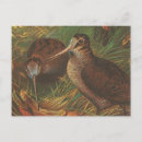 Search for kiwis postcards Retro