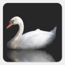Search for mute swan stickers White
