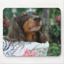 Search for sitting mouse mats Domestic animals
