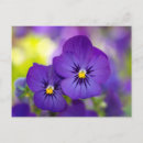 Search for violas postcards Garden