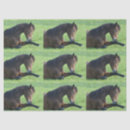 Search for animal pattern photography Beautiful