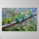 Search for budgies posters Animal