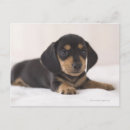 Search for miniature dachshund postcards Animal