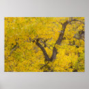 Search for fall colours posters Forest