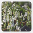 Search for snowdrop stickers Flowers