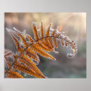 Search for fern leaf posters Frost