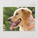 Search for retriever dog postcards Tongue