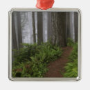 Search for redwood trees christmas tree decorations Trail