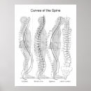 Search for curved posters Curves