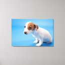 Search for studios pet supplies Studio shot