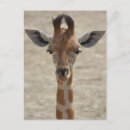 Search for little giraffe postcards Africa