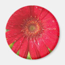 Search for gerber magnets Red