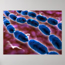 Search for medical illustration posters Horizontal