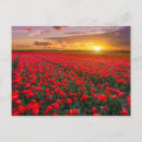 Search for flower bulbs postcards Blossom
