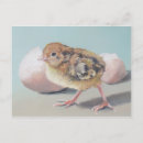 Search for hatching postcards Bird
