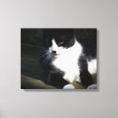Search for tuxedo canvas prints Kitten