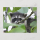 Search for bandit postcards Racoon