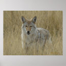 Search for coyotes posters Predators