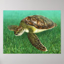 Search for green turtle posters Coastal