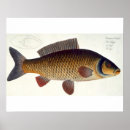 Search for ichthyology posters 1743 1805