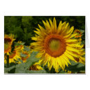 Search for yellow headed cards Seeds