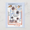 Search for influenza postcards Bird