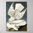 Search for gyrfalcon posters White