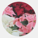 Search for poinsettia flowers stickers Winter