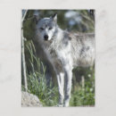 Search for wolf portrait postcards Mammal