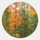 Search for maple tree stickers Fall