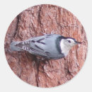 Search for white breasted nuthatch stickers Animals