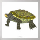 Search for diamondback art Nature