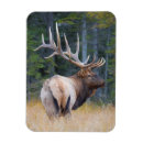 Search for bull elk magnets Canada