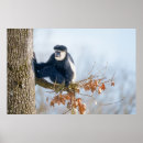 Search for black and white monkey art Nature