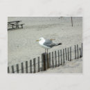 Search for gull postcards Ocean