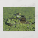 Search for cold blooded postcards Frog