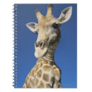 Search for camelopardalis Animal