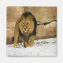 Search for winter scenes magnets Nature photography