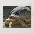 Search for tortoises postcards Nature