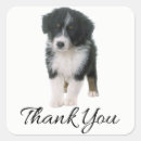 Search for australian shepherds stickers Puppy
