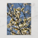 Search for willow tree postcards Trees