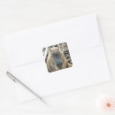 Search for animals large square stickers Cute