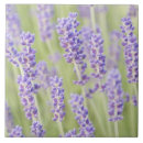 Search for selective focus tiles Flower