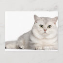 Search for lying postcards Feline
