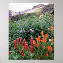 Search for national forest posters Flower