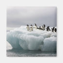 Search for adelie magnets Antarctica