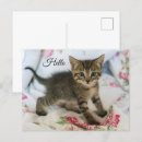Search for short postcards Tabby cat