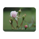 Search for rosebud magnets Roses