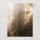 Search for sunrays postcards Usa
