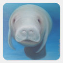 Search for manatee stickers Cute